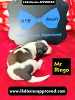 Mr Ringo, a male Miniature Dachshund for sale in Arapahoe, CO – Photo 3 of 10