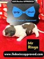 Mr Ringo, a male Miniature Dachshund for sale in Arapahoe, CO – Photo 2 of 10