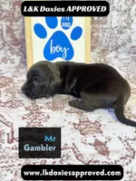 Mr Gambler SH , a male Miniature Dachshund for sale in Arapahoe, CO – 3 of 10