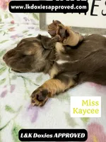 Miss Kaycee 785-821-1920, a female Miniature Dachshund for sale in Arapahoe, CO – 4 of 10