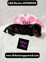 Miss Pita call 785-821-1920, a female Miniature Dachshund for sale in Arapahoe, CO – 10 of 10