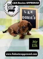 Mr Elk, a male Miniature Dachshund for sale in Arapahoe, CO – 8 of 10