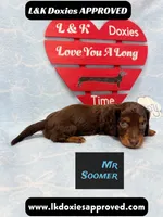 Mr Soomer LH 785-821-1920, a male Miniature Dachshund for sale in Arapahoe, CO – 3 of 10