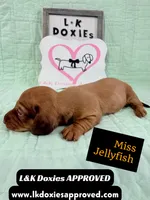 Miss Jellyfish 785-821-1920, a female Miniature Dachshund for sale in Arapahoe, CO – 7 of 9