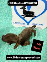 Mr Stew 785-821-1920, a male Miniature Dachshund for sale in Arapahoe, CO – 8 of 10