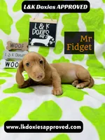 Mr Fidget, a male Miniature Dachshund for sale in Arapahoe, CO – 2 of 10