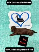 Mr Stew 785-821-1920, a male Miniature Dachshund for sale in Arapahoe, CO – 2 of 10