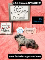Mr Samson, a male Miniature Dachshund for sale in Arapahoe, CO – 2 of 10