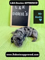 Mr Koda  785-821-1920, a male Miniature Dachshund for sale in Arapahoe, CO – 5 of 9