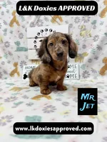 Mr Jett 785-821-1920, a male Miniature Dachshund for sale in Arapahoe, CO – 9 of 10