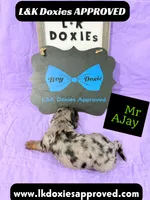 Mr AJay 785-821-1920, a male Miniature Dachshund for sale in Arapahoe, CO – 10 of 10