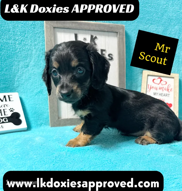 Mr Scout 785-821-1920 – Miniature Dachshund puppy for sale in Arapahoe, CO
