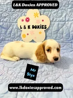 Mr Styx 785-821-1920 LH, a male Miniature Dachshund for sale in Arapahoe, CO – 2 of 9