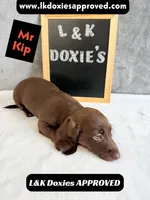 Mr. Kip 785-821-1920 SH, a male Miniature Dachshund for sale in Arapahoe, CO – 9 of 10