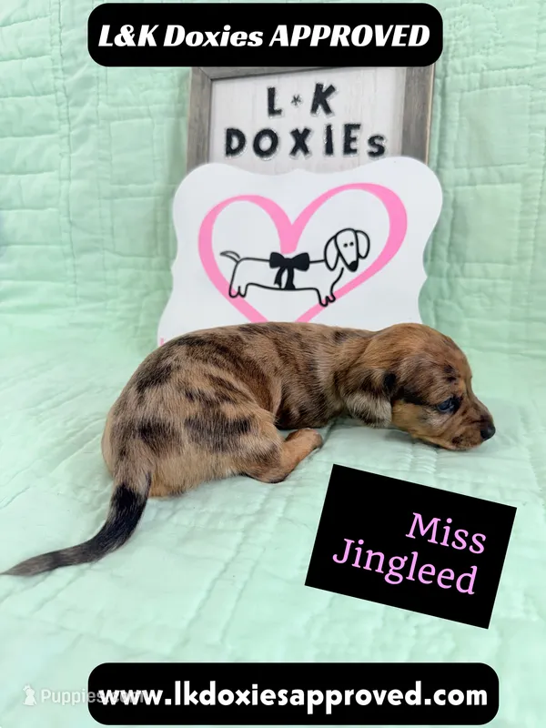 Miss Jingleed 785-821-1920 SH – Miniature Dachshund puppy for sale in Arapahoe, CO