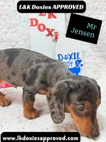 Mr Jenson 💙, a male Miniature Dachshund for sale in Arapahoe, CO – 10 of 10