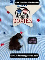 Miss Jaycee , a female Miniature Dachshund for sale in Arapahoe, CO – 6 of 10