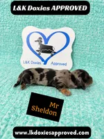 Mr Sheldon 785-821-1920, a male Miniature Dachshund for sale in Arapahoe, CO – 5 of 9