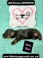 Miss Siri 785-821-1920, a female Miniature Dachshund for sale in Arapahoe, CO – 9 of 10
