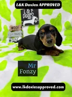 Mr Fonzy 785-821-1920, a male Miniature Dachshund for sale in Arapahoe, CO – 2 of 10