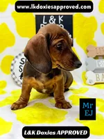 Mr Ej NO MEREL GENE SH, a male Miniature Dachshund for sale in Arapahoe, CO – 9 of 10
