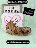 Miss Jingleed 785-821-1920 SH, a female Miniature Dachshund for sale in Arapahoe, CO – 9 of 10