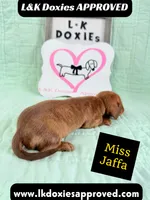 Miss Jaffa 785-821-1920 SH, a female Miniature Dachshund for sale in Arapahoe, CO – 2 of 10