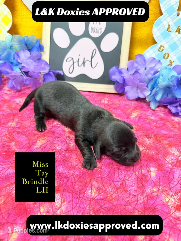 Miss Tay – Miniature Dachshund puppy for sale in Arapahoe, CO