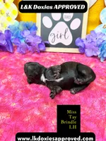Miss Tay, a female Miniature Dachshund for sale in Arapahoe, CO – Photo 4 of 9