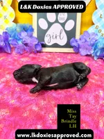 Miss Tay, a female Miniature Dachshund for sale in Arapahoe, CO – Photo 5 of 9