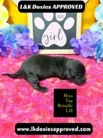 Miss Tay, a female Miniature Dachshund for sale in Arapahoe, CO – Photo 9 of 9