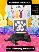 Miss Tay, a female Miniature Dachshund for sale in Arapahoe, CO – Photo 2 of 9