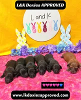 Miss Tay, a female Miniature Dachshund for sale in Arapahoe, CO – Photo 7 of 9