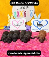 Miss Tay, a female Miniature Dachshund for sale in Arapahoe, CO – Photo 8 of 9