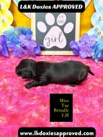 Miss Tay, a female Miniature Dachshund for sale in Arapahoe, CO – Photo 3 of 9