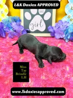 Miss Tay, a female Miniature Dachshund for sale in Arapahoe, CO – Photo 6 of 9