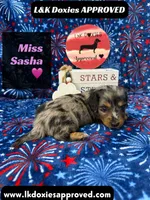 Miss Sasha , a female Miniature Dachshund for sale in Arapahoe, CO – 4 of 10