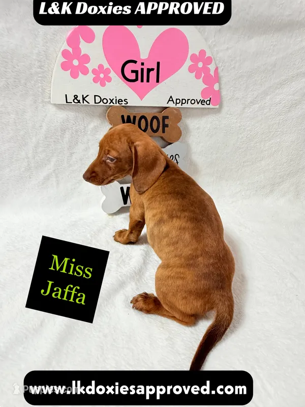Miss Jaffa  – Miniature Dachshund puppy for sale in Arapahoe, CO