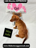 Miss Jaffa , a female Miniature Dachshund for sale in Arapahoe, CO – 1 of 10