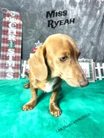Miss Ryeah 785-821-1920, a female Dachshund for sale in Arapahoe, CO – 6 of 10
