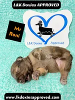 Mr Roni 785-821-1920, a female Miniature Dachshund for sale in Arapahoe, CO – 8 of 9