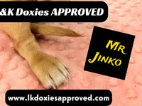 Mr Jinko SH , a male Miniature Dachshund for sale in Arapahoe, CO – 5 of 10