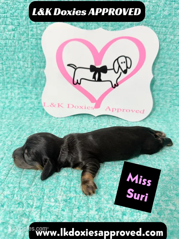 Miss Siri 785-821-1920 – Miniature Dachshund puppy for sale in Arapahoe, CO