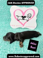 Miss Siri 785-821-1920, a female Miniature Dachshund for sale in Arapahoe, CO – 1 of 10