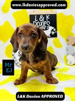 Mr Ej NO MEREL GENE SH, a male Miniature Dachshund for sale in Arapahoe, CO – 4 of 10