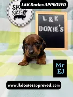 Mr Ej NO MEREL GENE SH, a male Miniature Dachshund for sale in Arapahoe, CO – 7 of 10