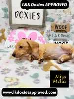 Miss Melia, a female Miniature Dachshund for sale in Arapahoe, CO – 9 of 10
