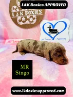 Mr Singo , a female Miniature Dachshund for sale in Arapahoe, CO – 7 of 10