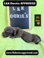 Mr. Kip 785-821-1920, a male Miniature Dachshund for sale in Arapahoe, CO – 2 of 10