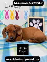 Miss Toga , a female Miniature Dachshund for sale in Arapahoe, CO – 6 of 10